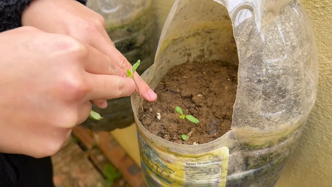 Beginner Tomato Growing Shortcut