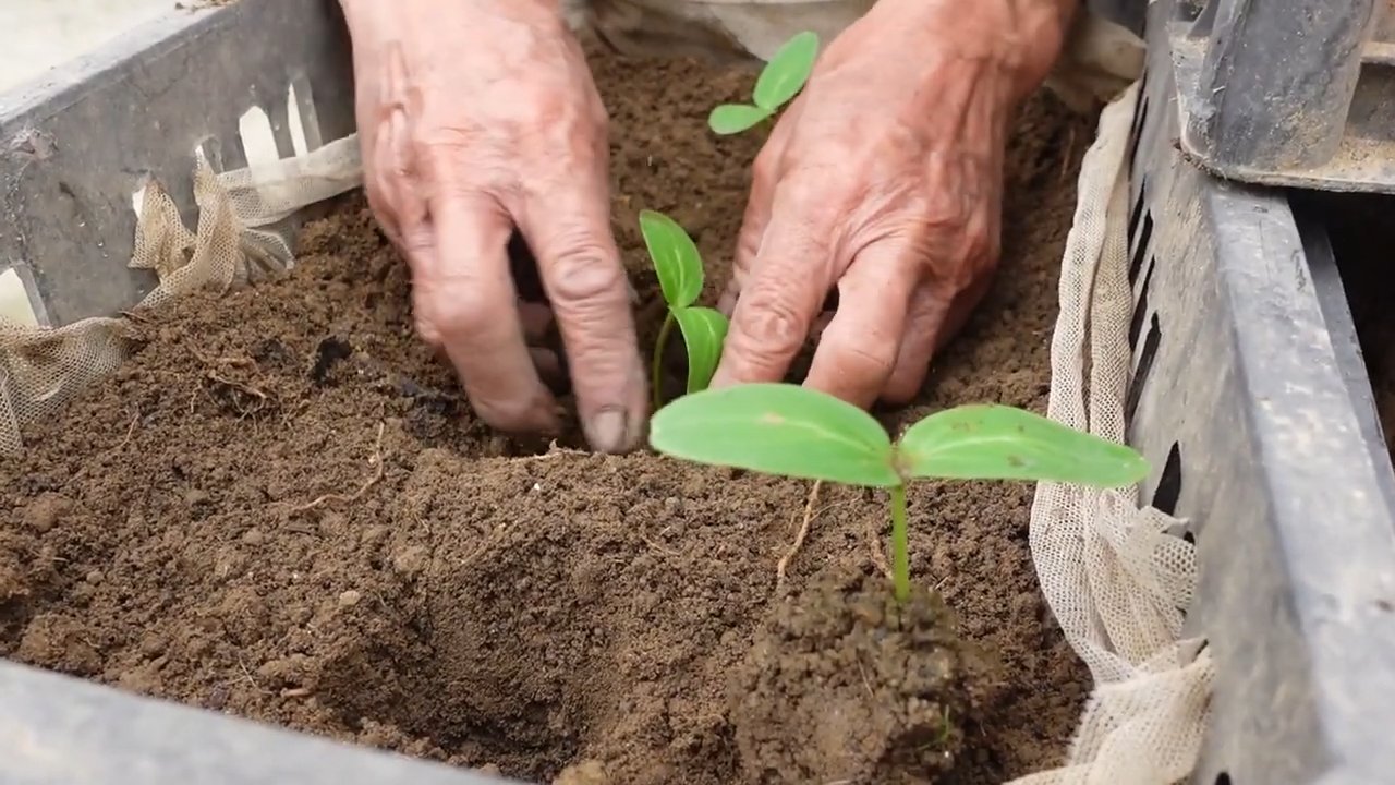 Cucumber Growing Problems
