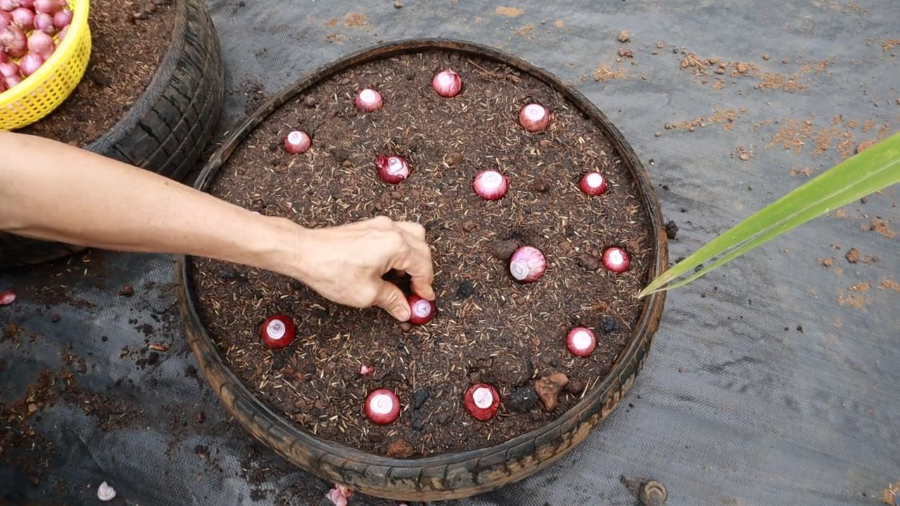 Growing Onions at Home