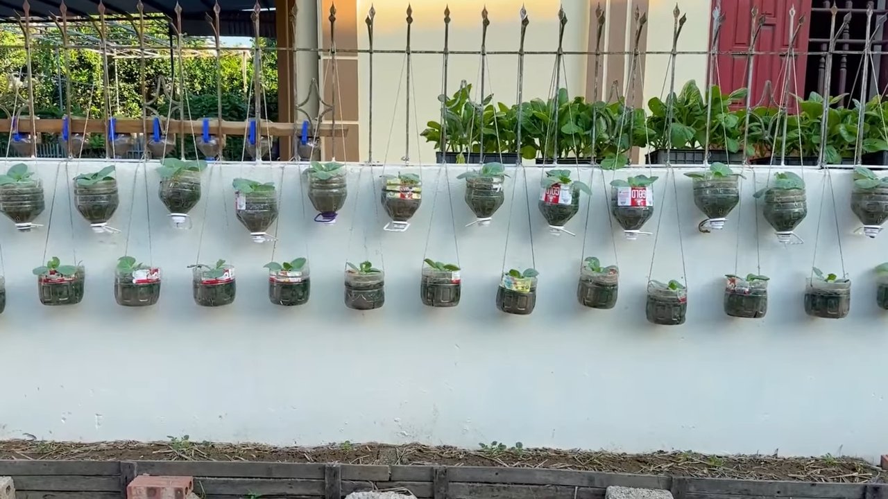 Bottle garden cabbage