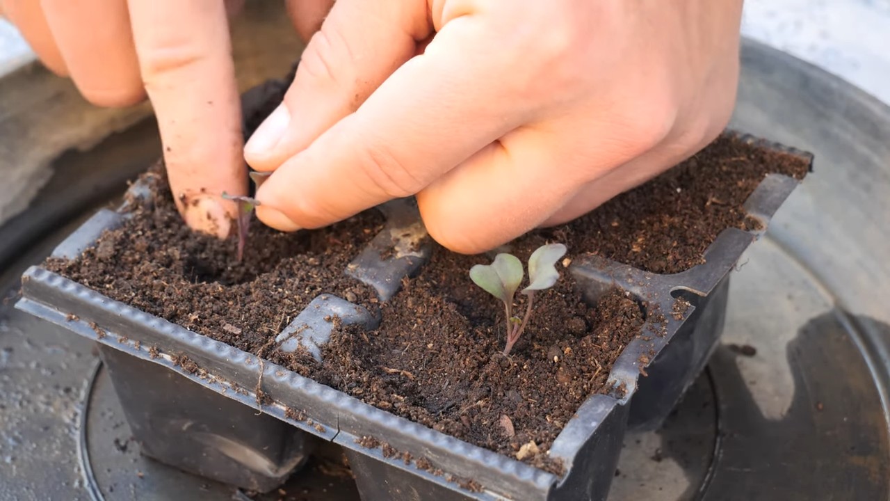Growing Red Cabbage in Pots