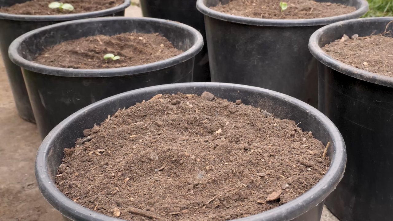 Growing Sunflowers in Small Spaces