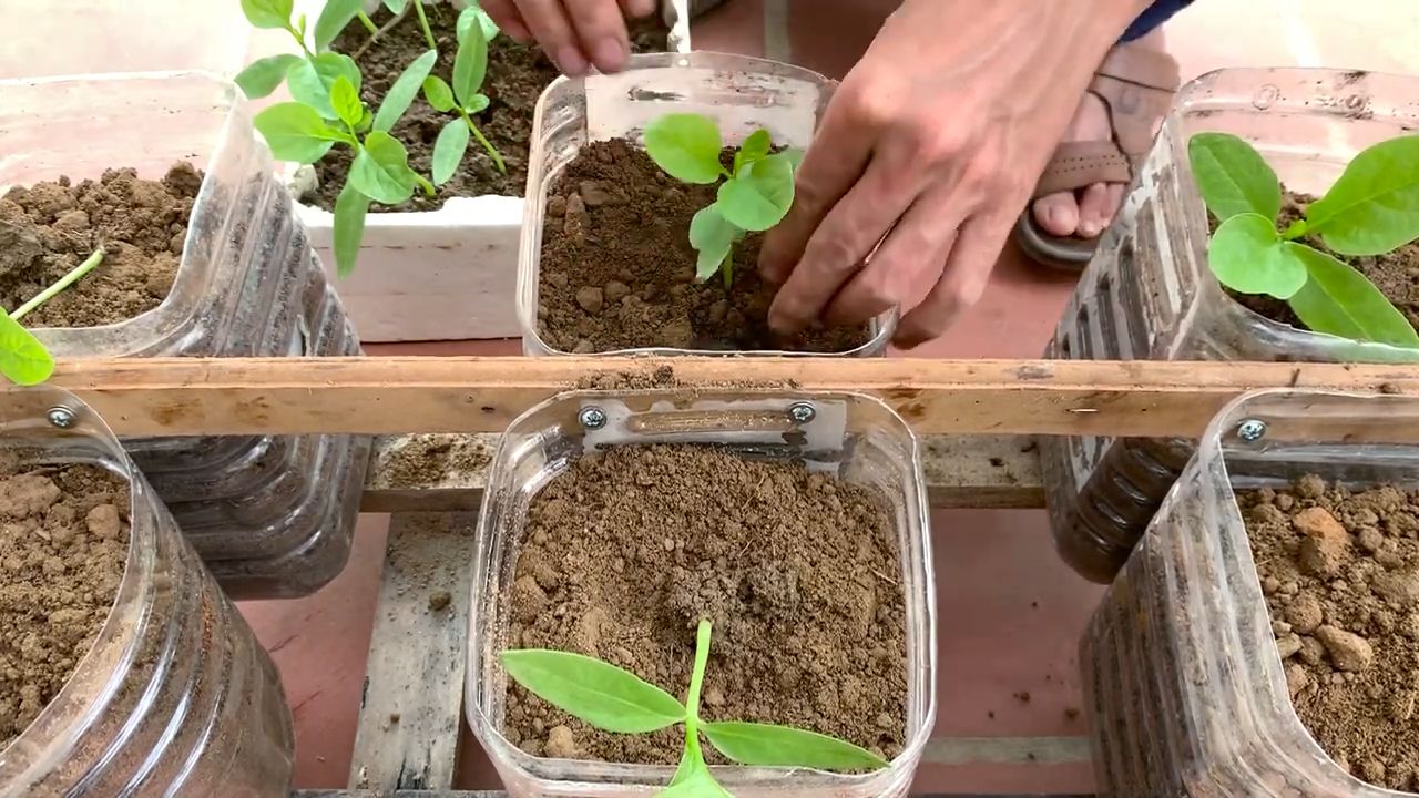 Grow Spinach Year Round