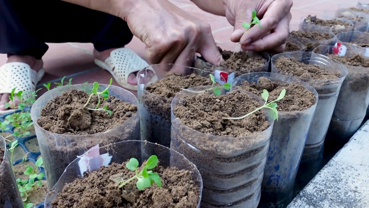 Gardenless Harvest Tips