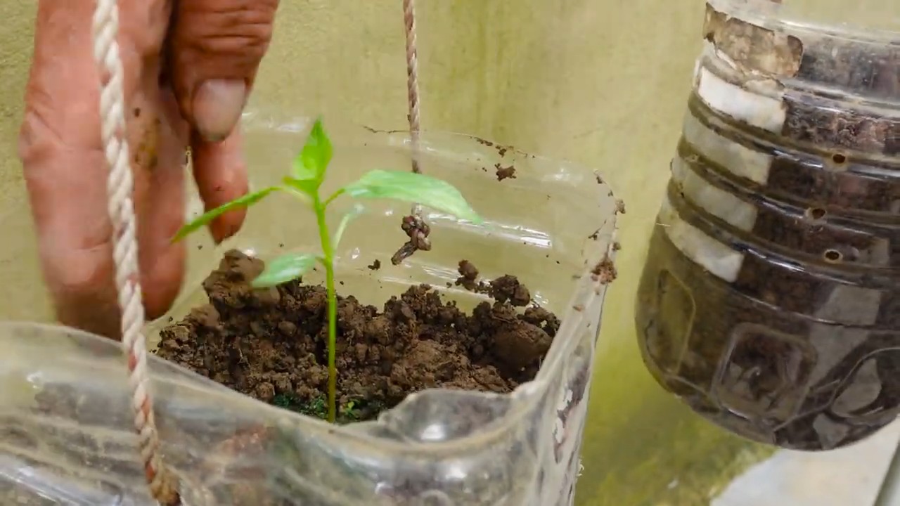 Grow Chili Peppers Faster