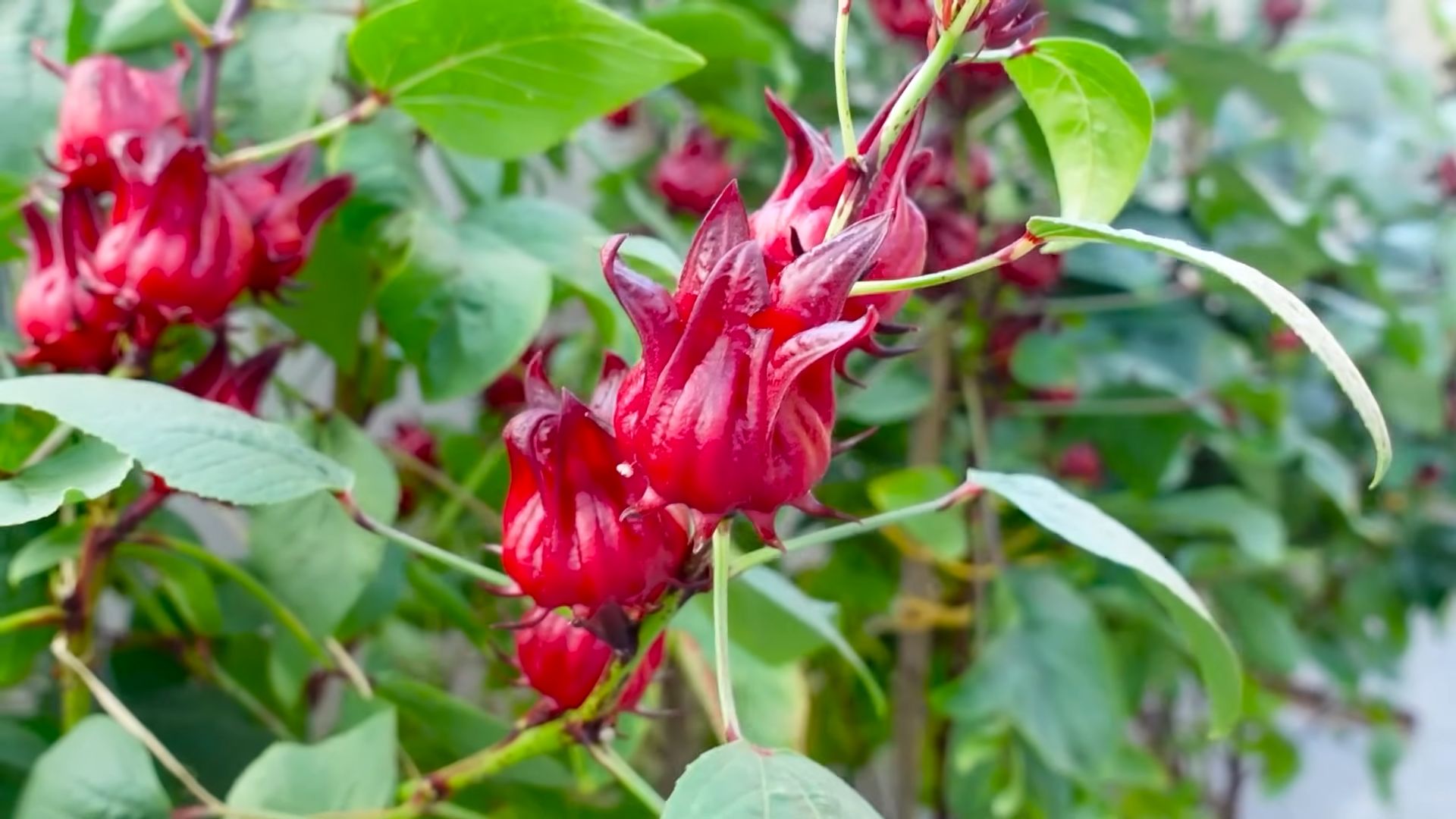 Grow Hibiscus Indoors
