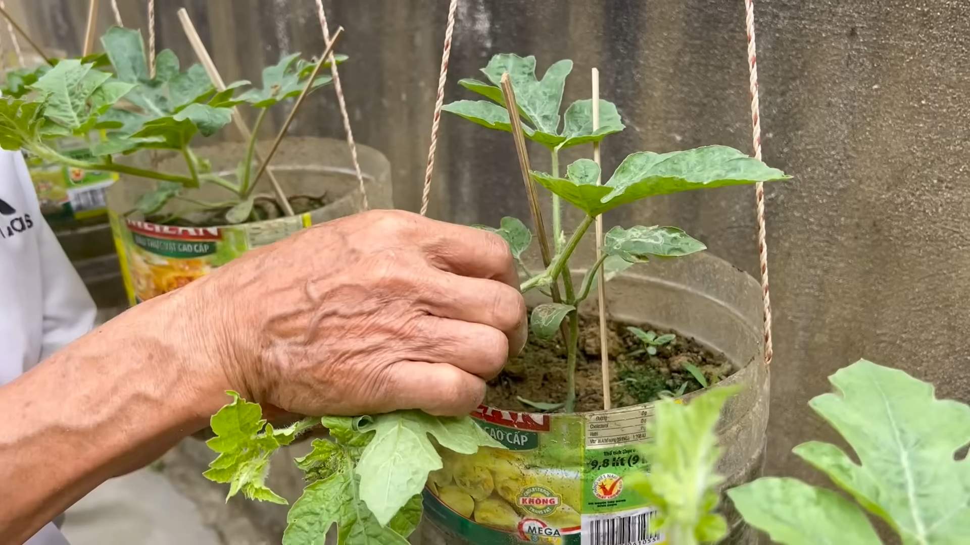 Watermelon growing tips