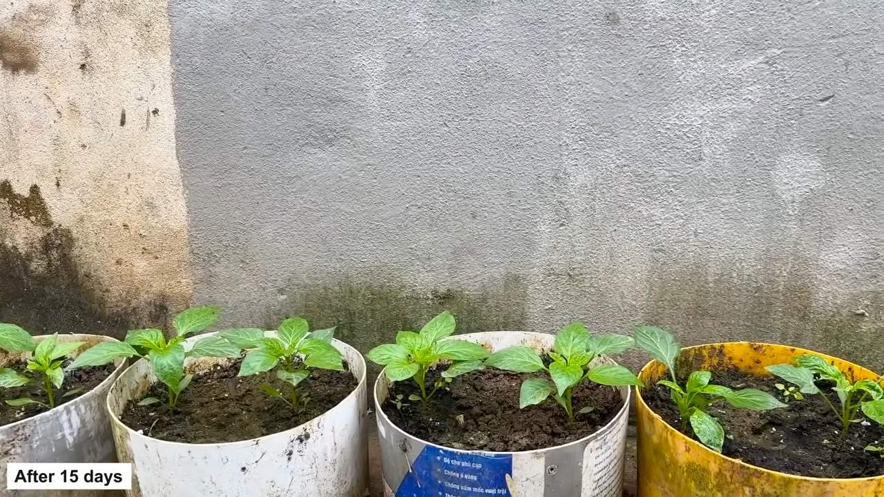 Growing bell peppers in pots