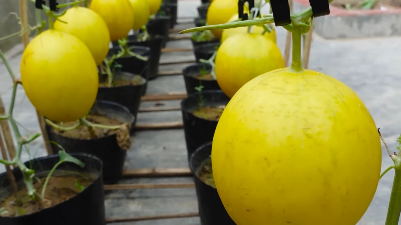 Grow bigger melons