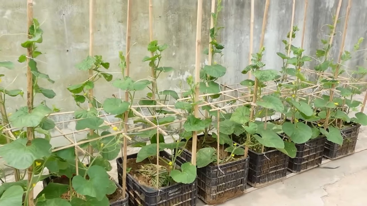 Easy melon growing methods