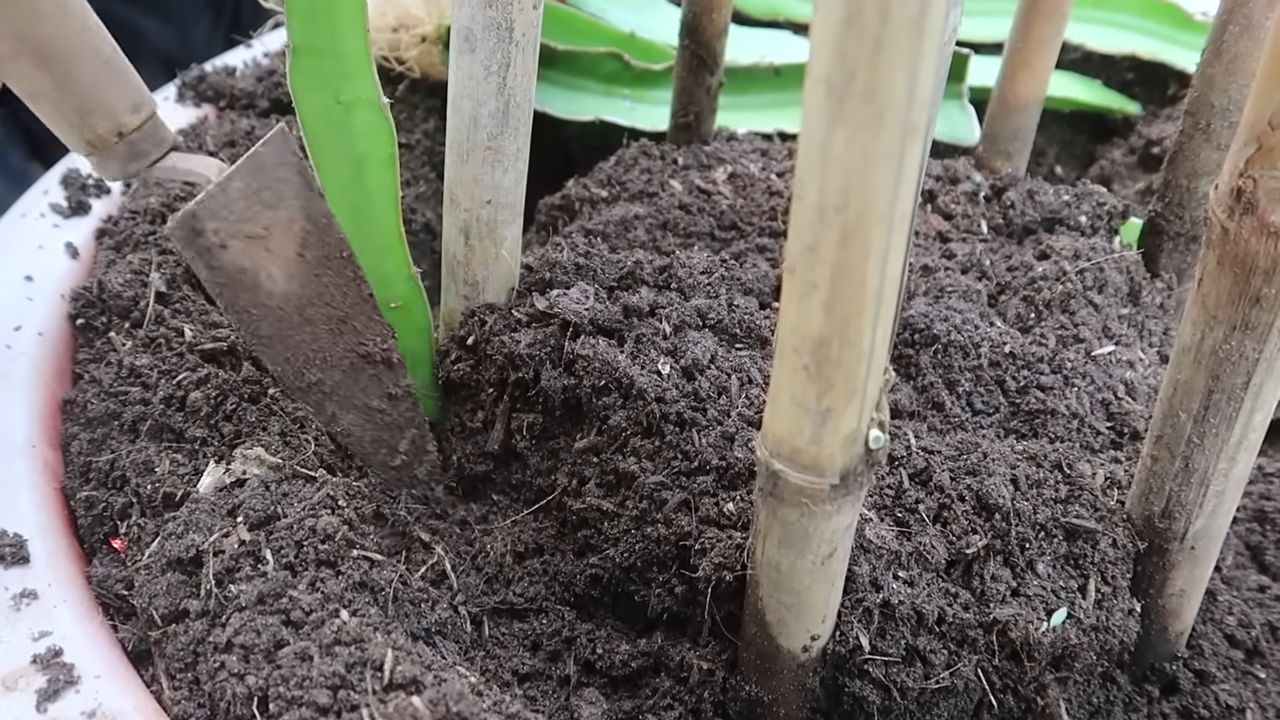 Growing Red Dragon Fruit at Home
