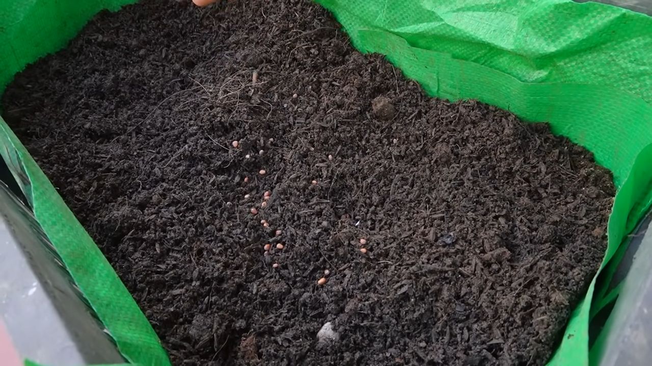 Grow radishes easily