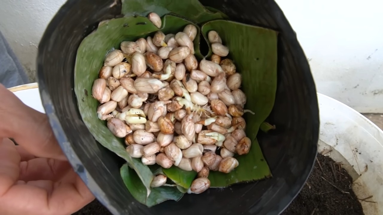 Growing peanuts without a garden
