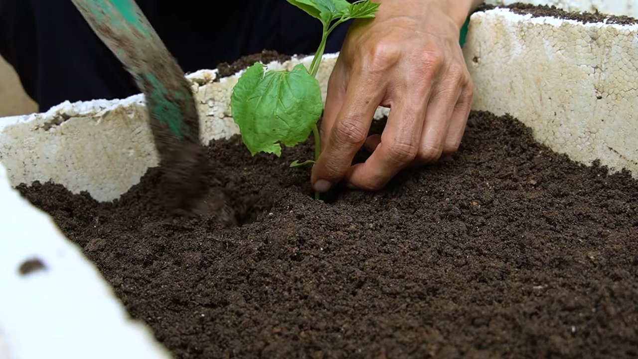 Growing Bitter Gourd