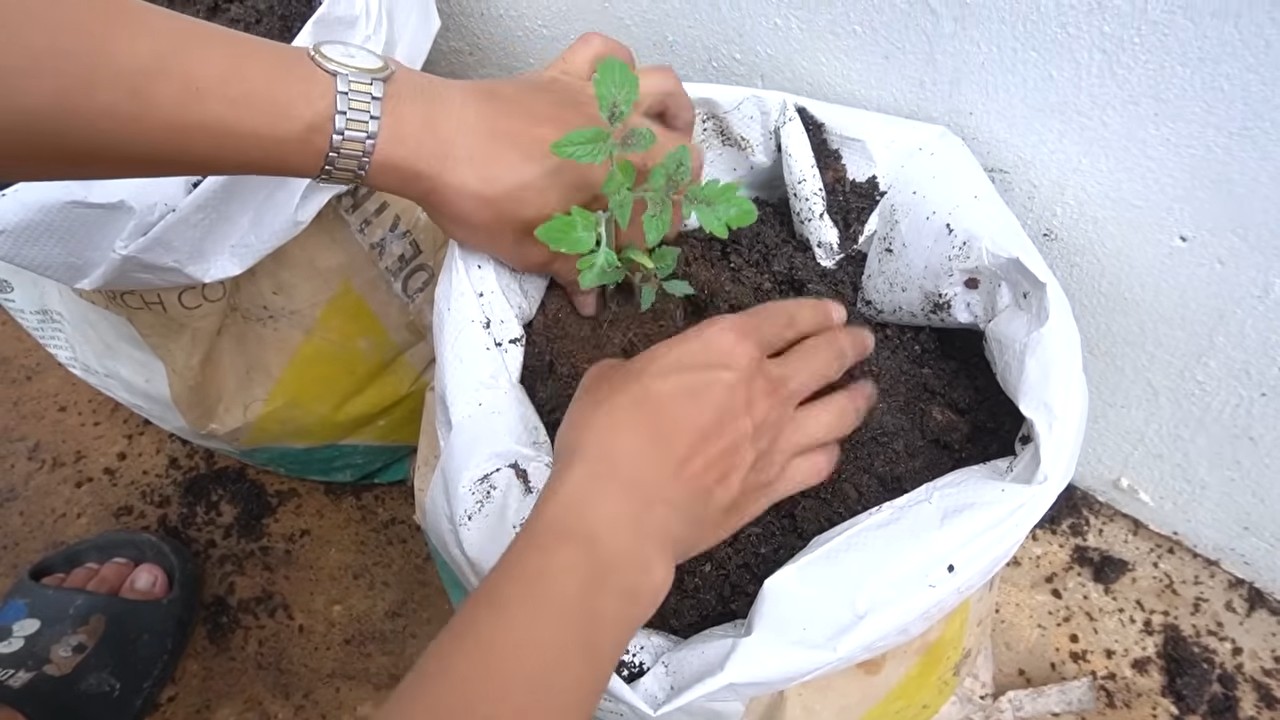 Year Round Tomato Growing