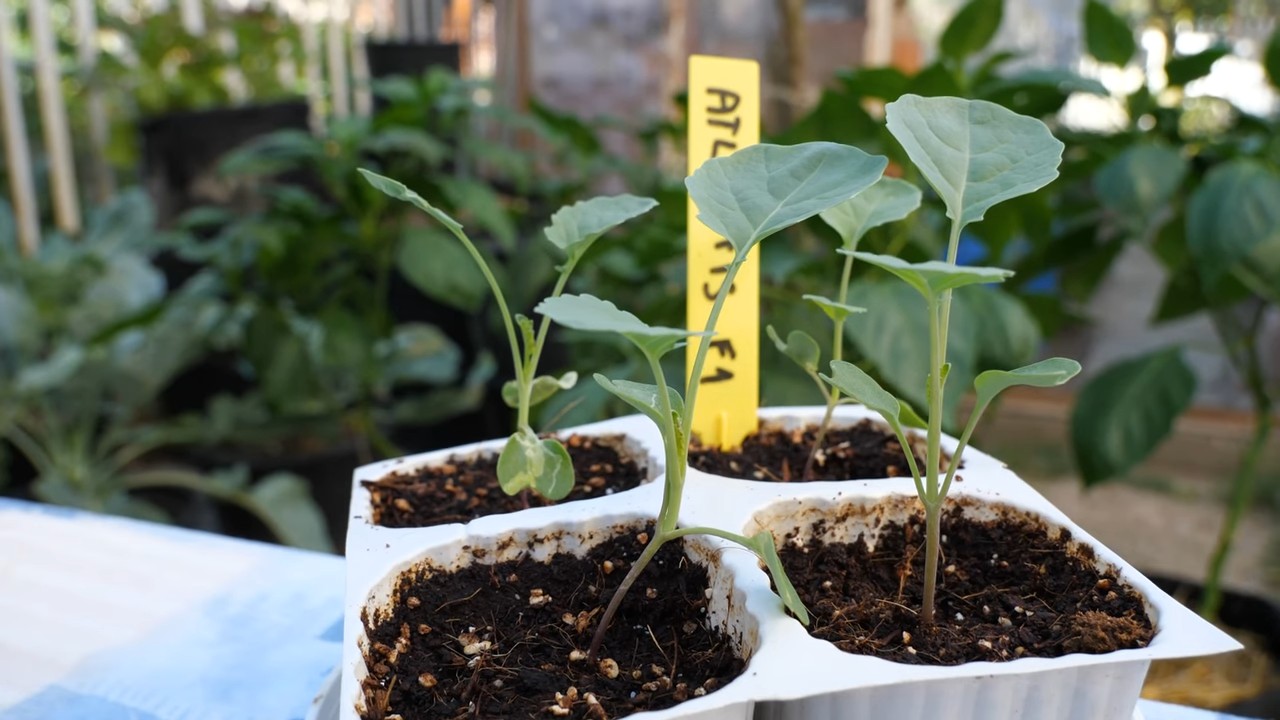Growing Broccoli Calabrese at Home