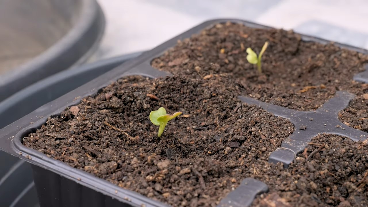 Grow Romanesco Cauliflower in Containers