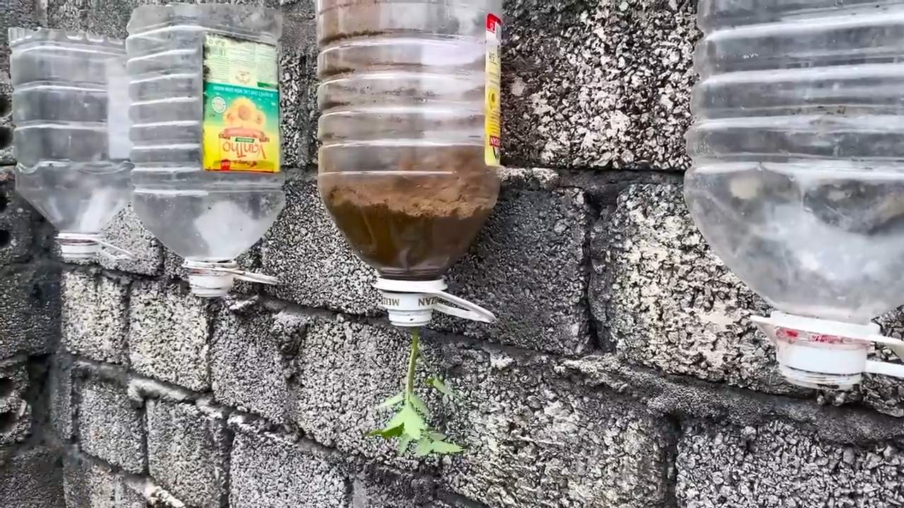 Tomato String Jade Growing