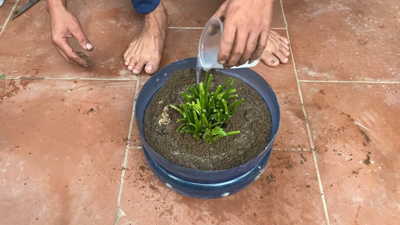 Harvesting Celery Backyard