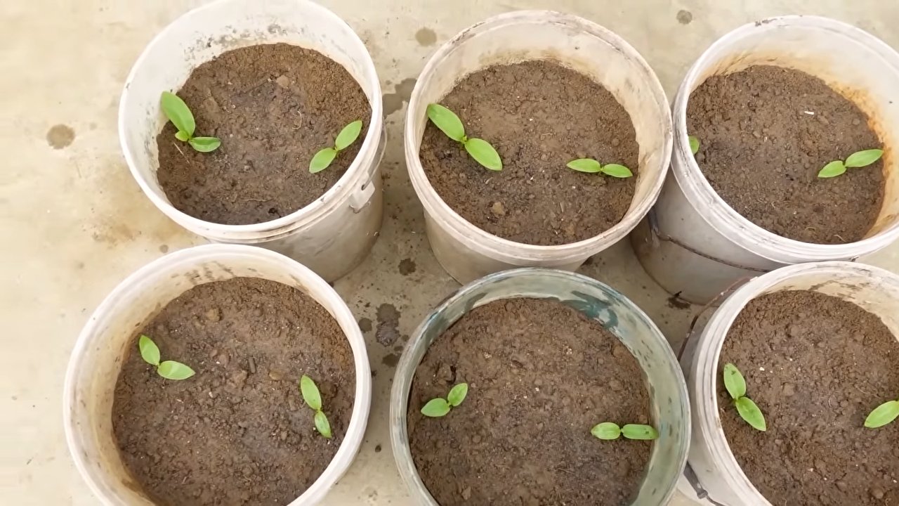 Vertical Veggie Gardening