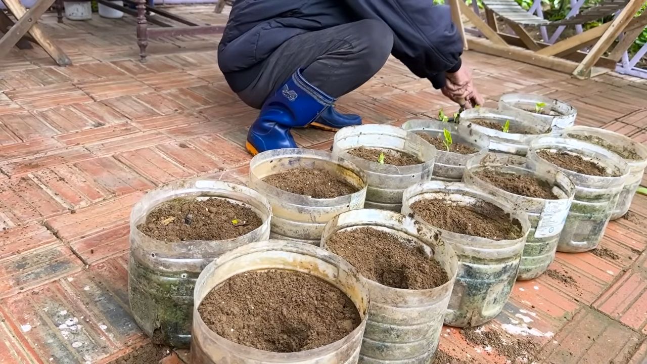 Surprise Bean Harvest Tips