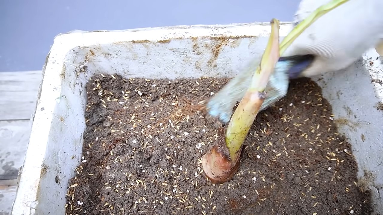 Grow bananas at home