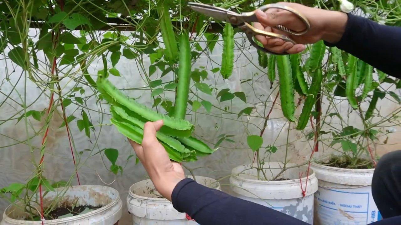 Winged Bean Growing Tips