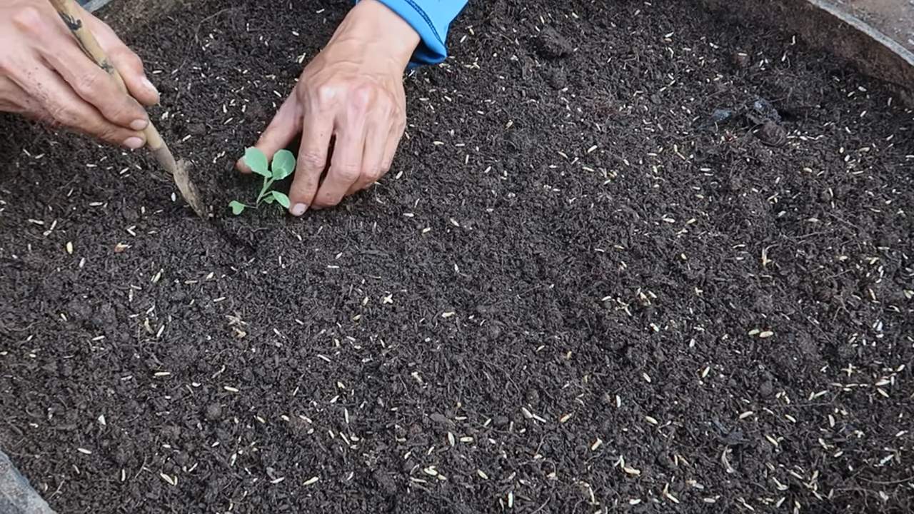 Grow Cabbage at Home Easily