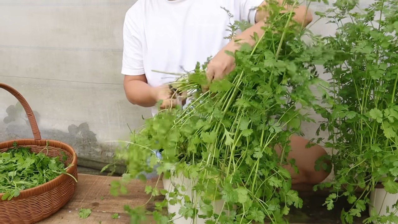 Growing coriander in water