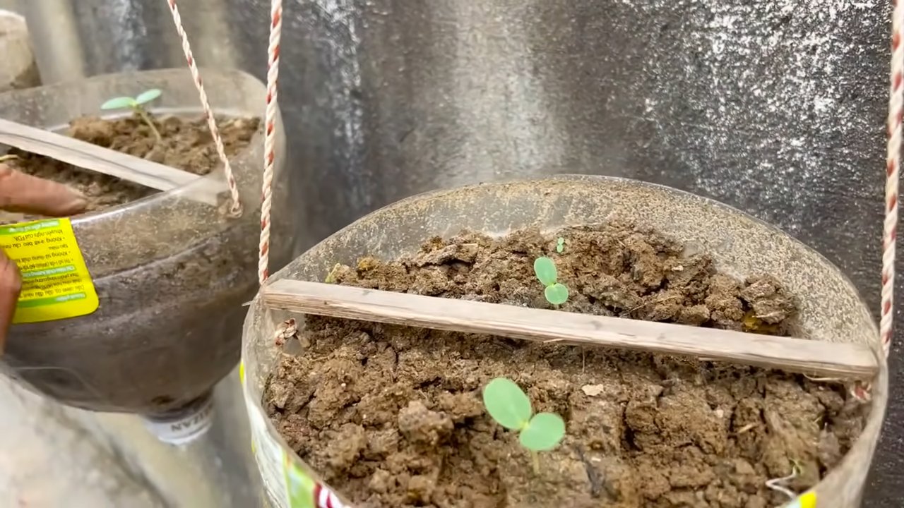 Melon yield backyard hack