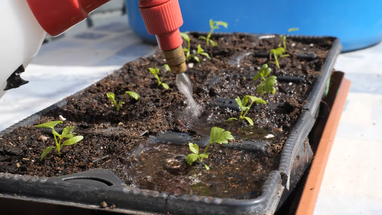 Growing Celery in Containers