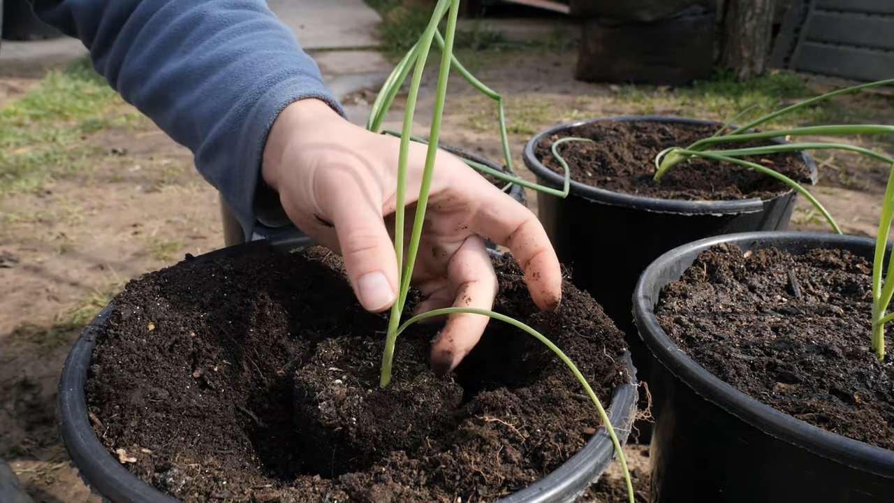 Onion growing in pots