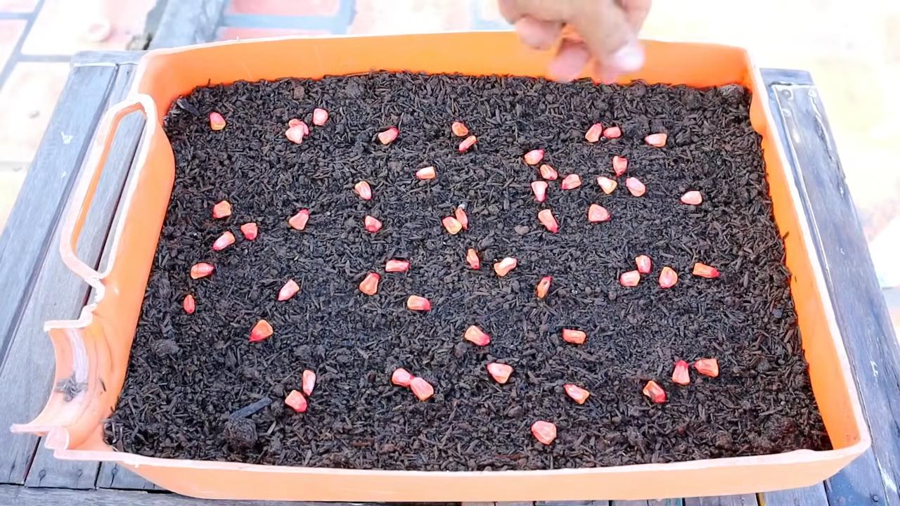 Growing Corn in Pots