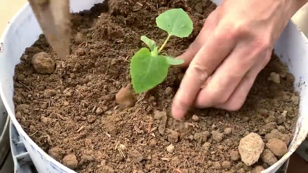 Grow Melons Easily Backyard