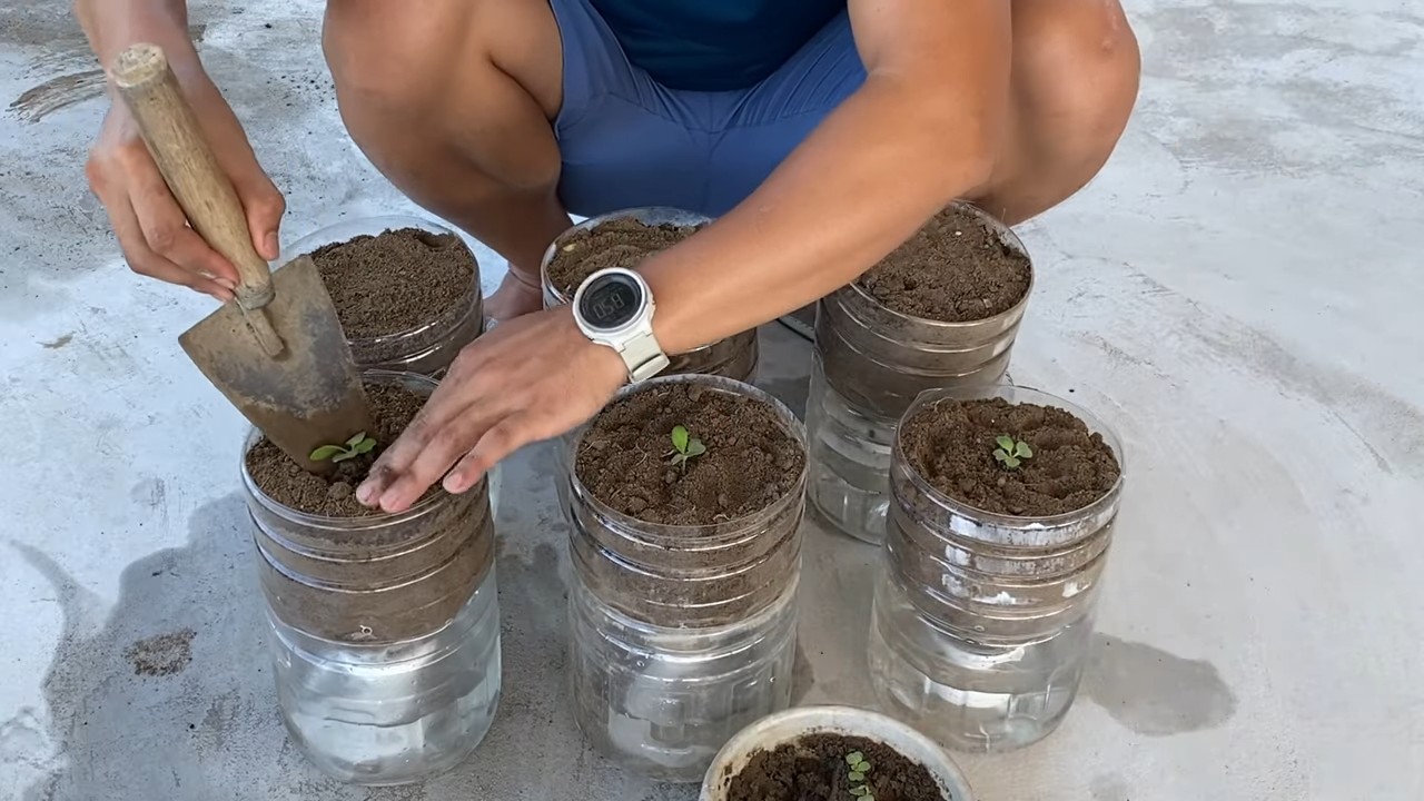 Bottle gardening mustard greens