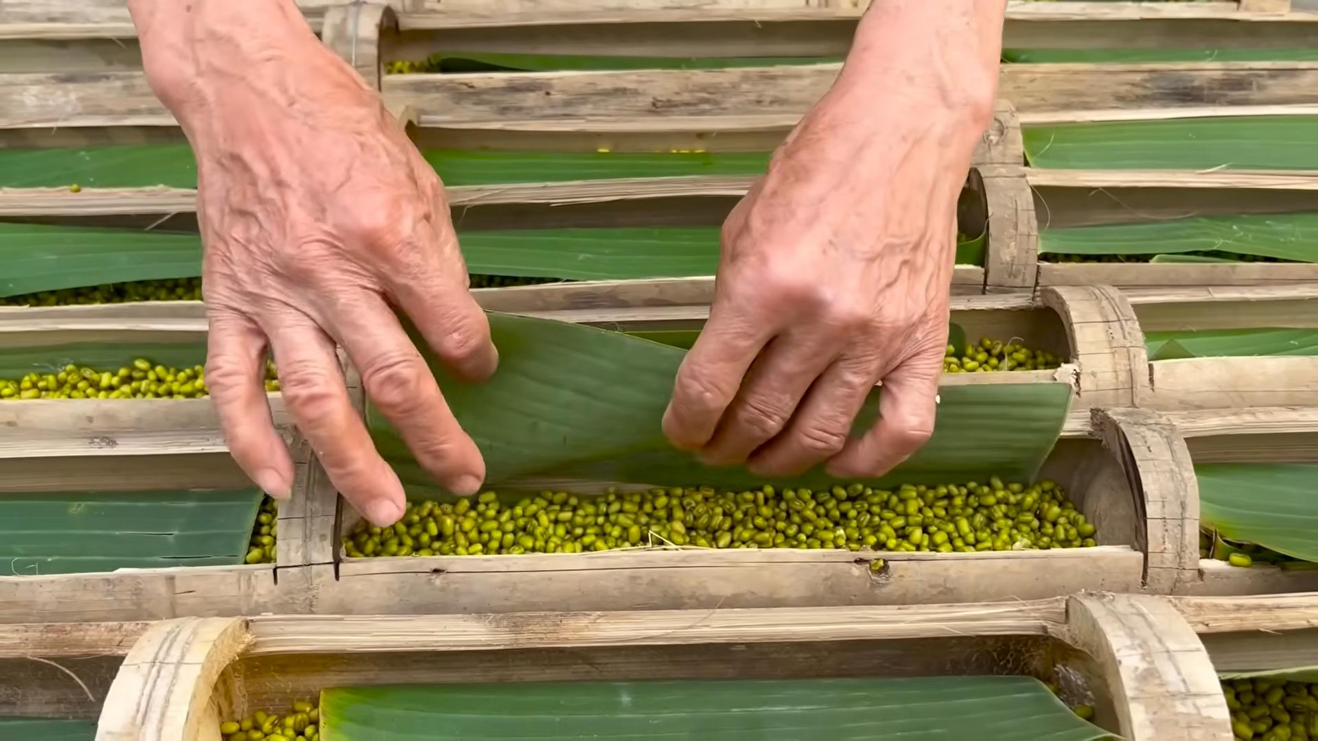 Sprouting beans easily at home