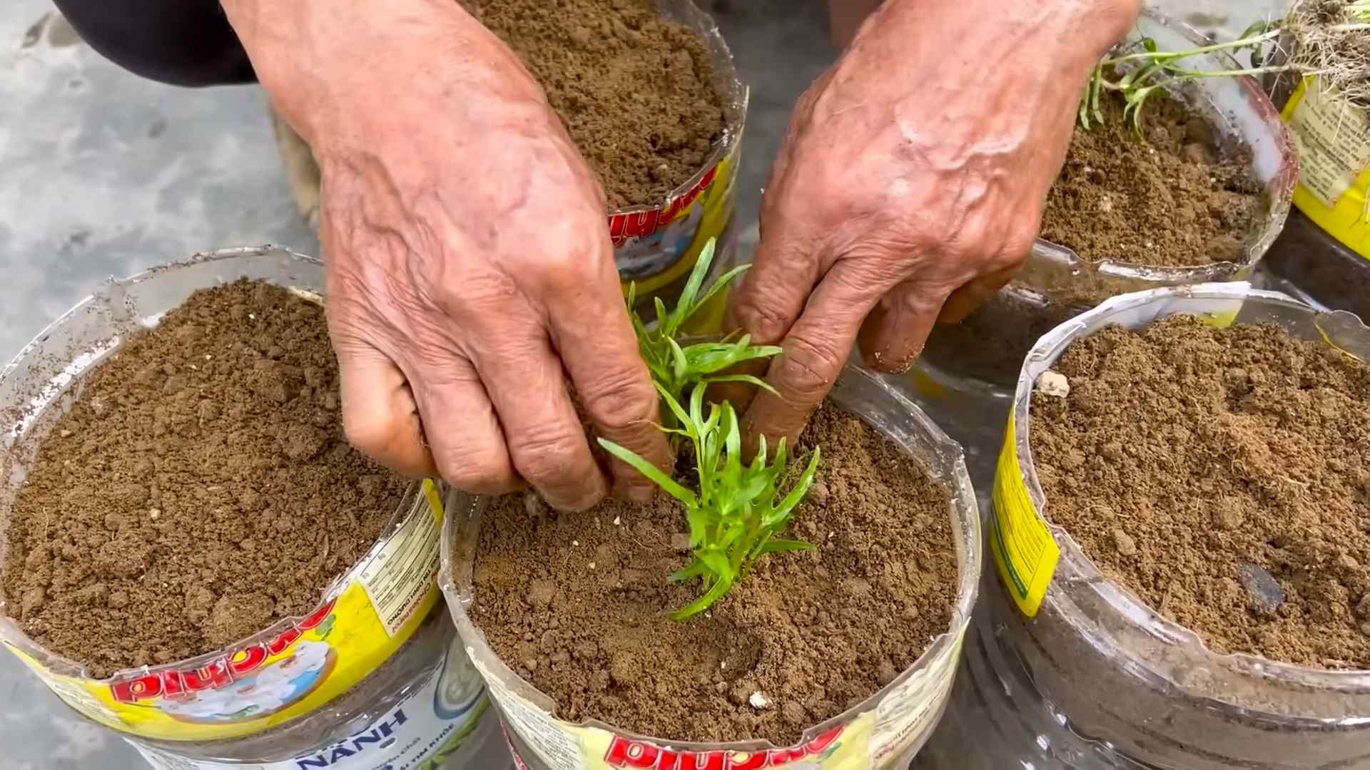 Grow water spinach at home