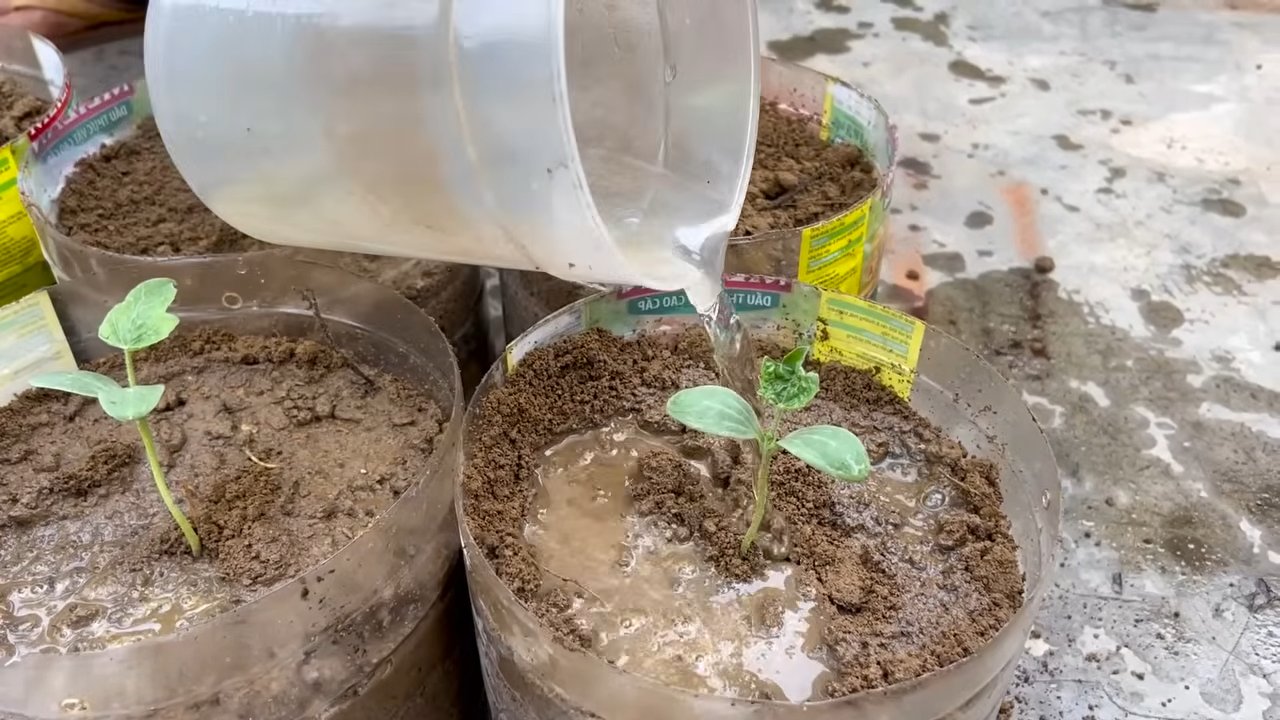 Grow watermelons at home