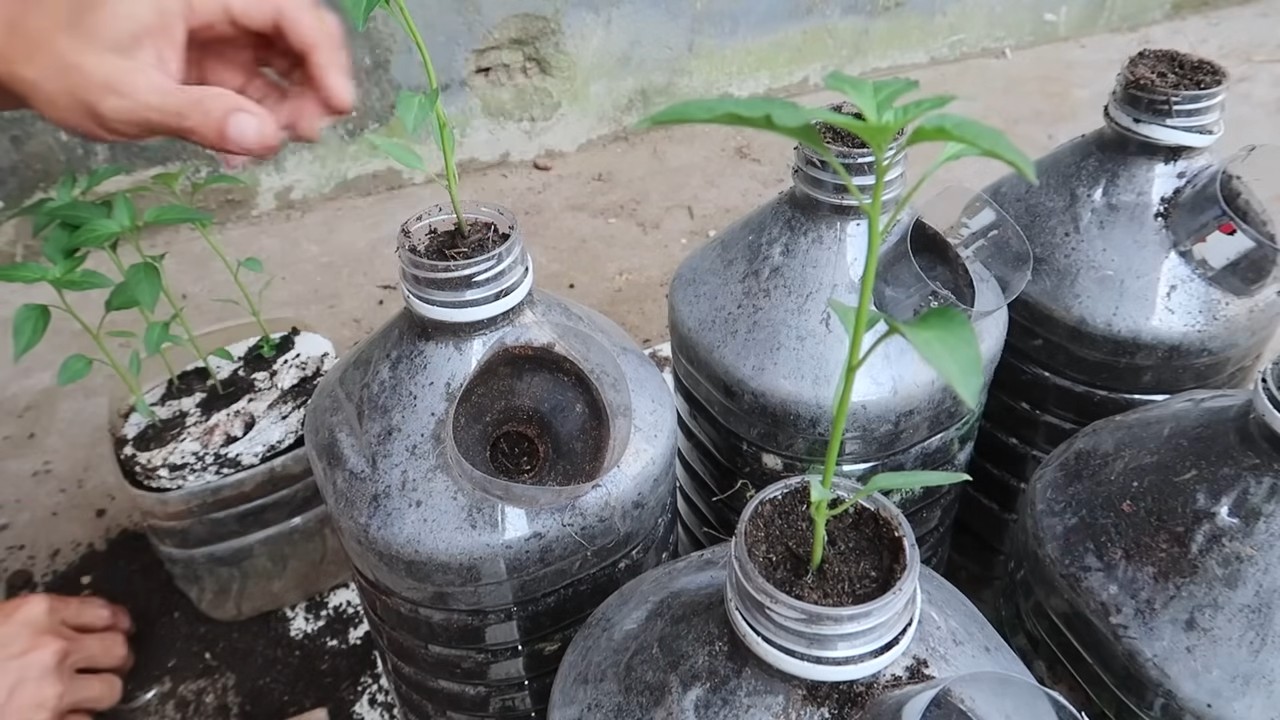 Plastic bottle pepper garden