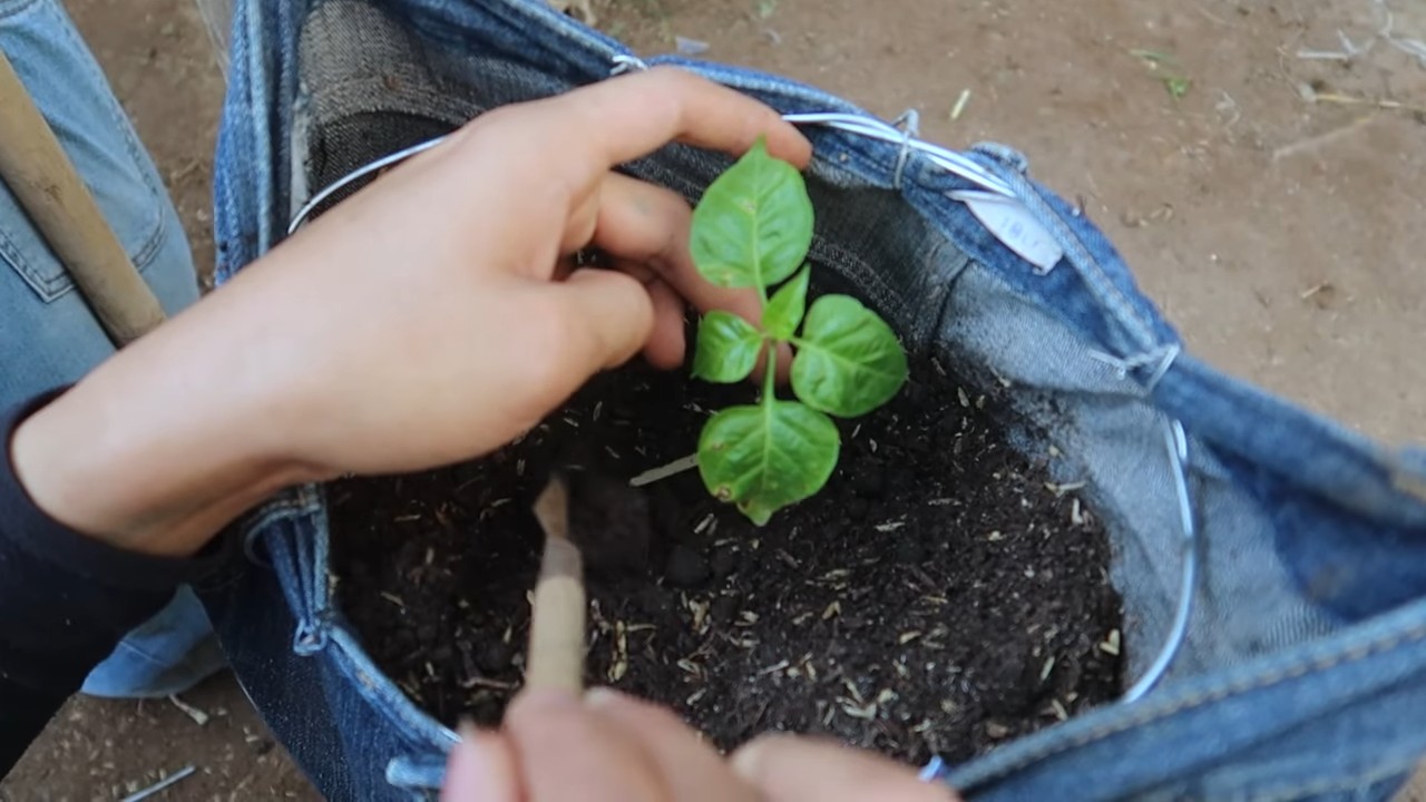 Growing peppers with old jeans