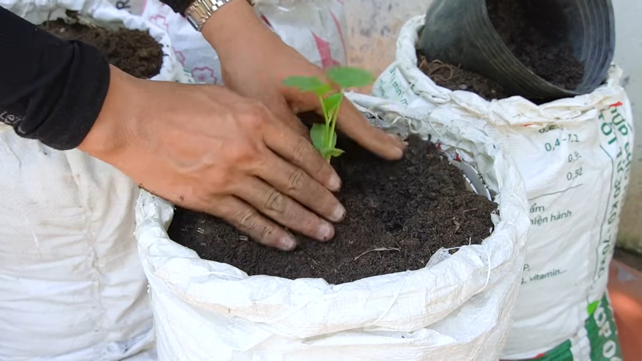 Grow cantaloupe in grow bags