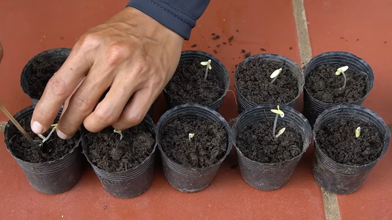 Cucumber Growing Small Spaces