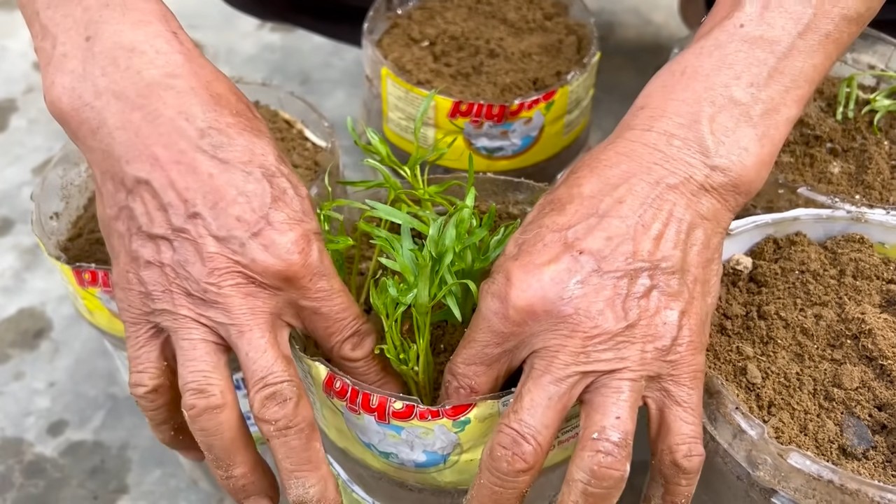 Indoor Vegetable Gardening