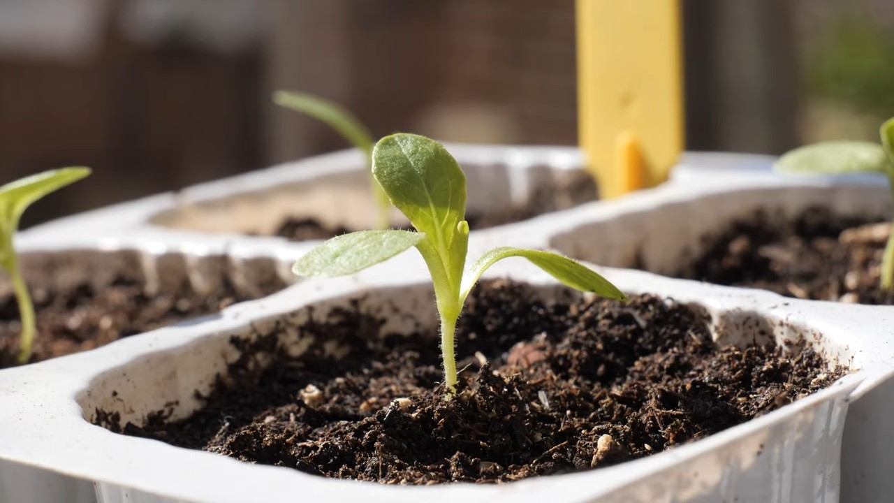 Grow Romaine Lettuce at Home