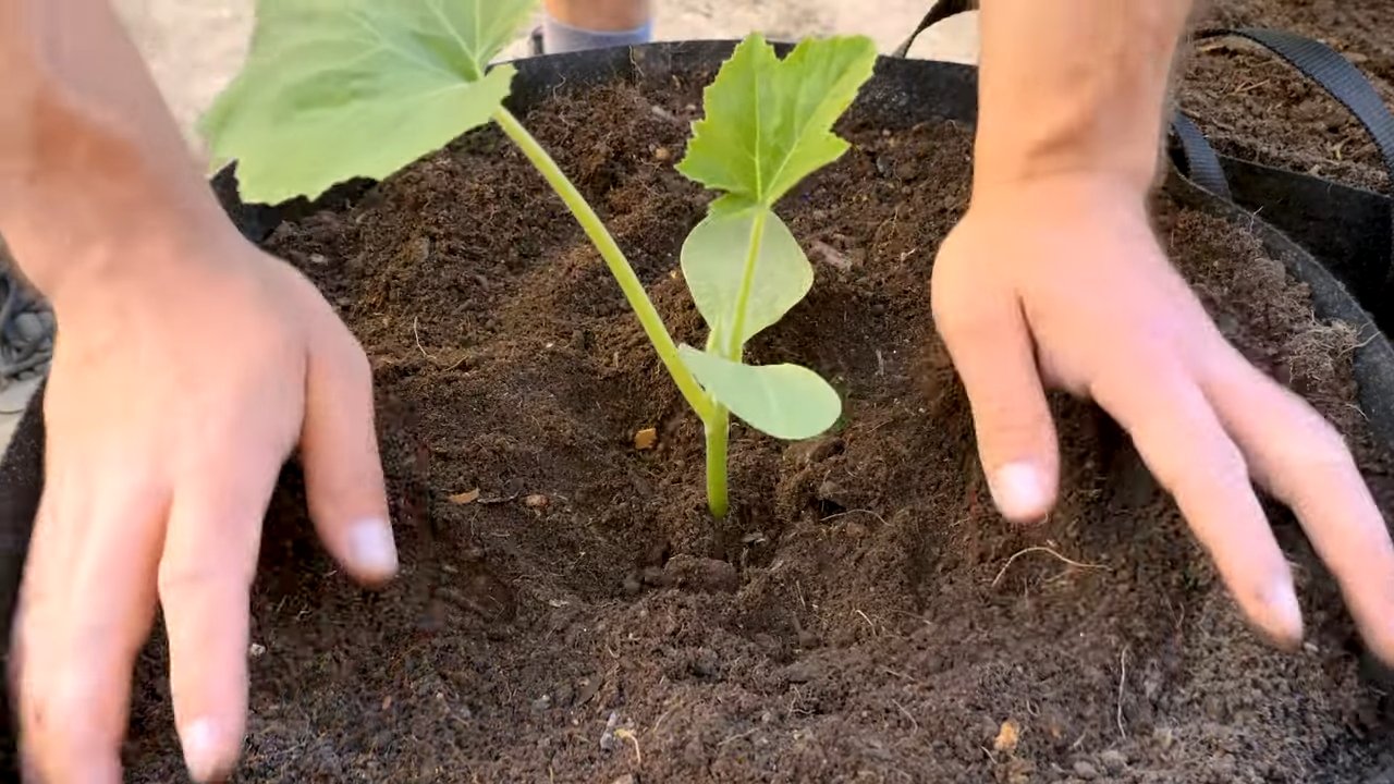 Patio Summer Squash Growing