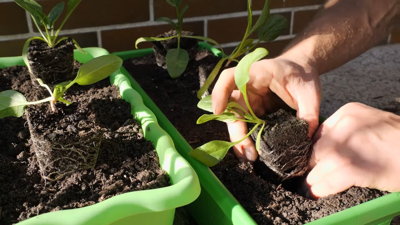 Grow spinach at home