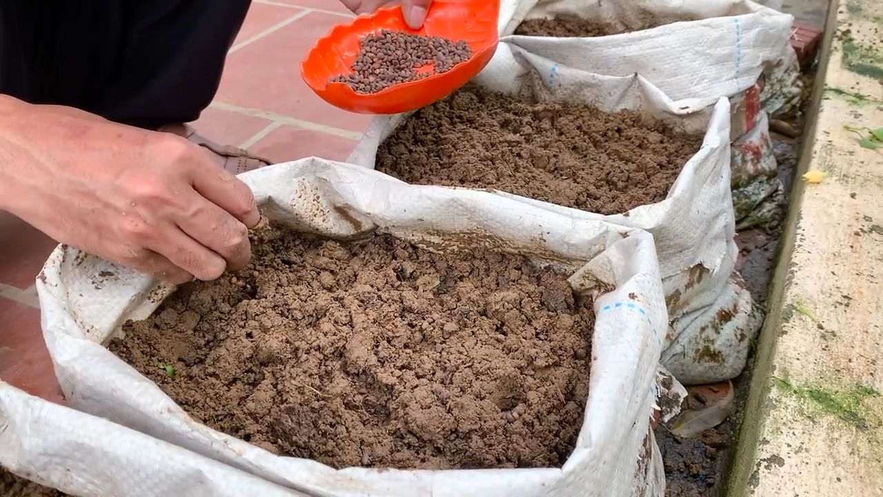 Water spinach bucket growing