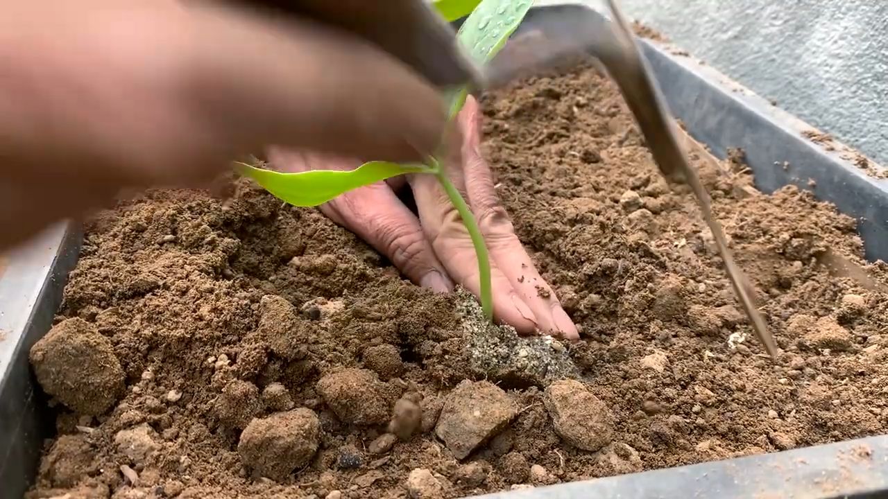 Growing Luffa Indoors