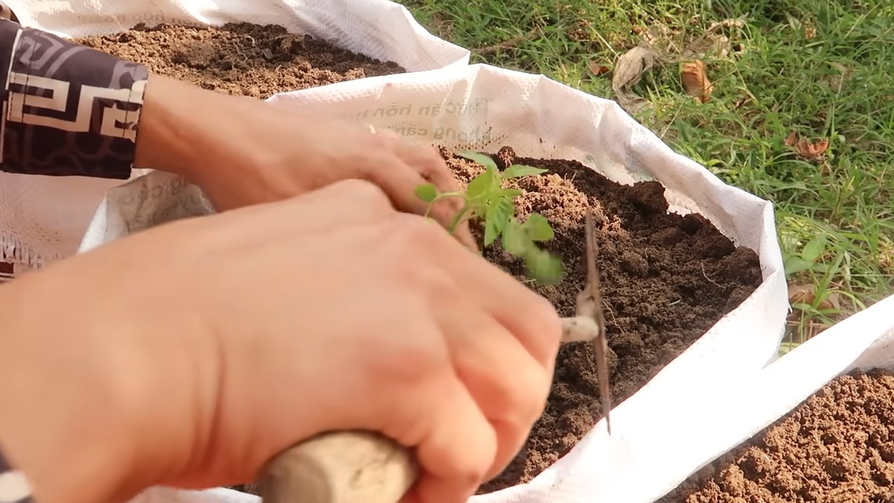 DIY Tomato Garden