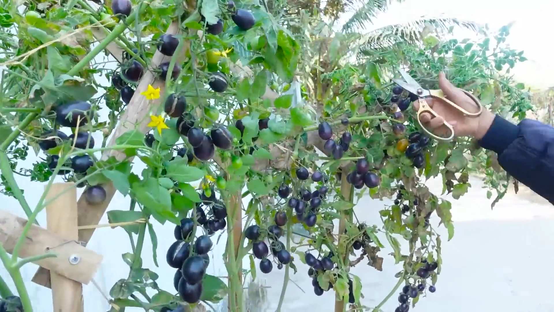 Growing grape tomatoes